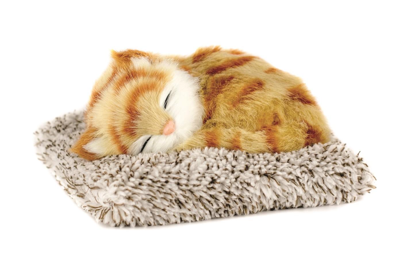 Mini Orange Tabby Mini Orange Tabby