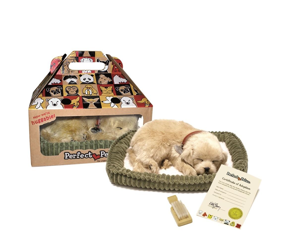 Golden Retreiver - Companion Dog