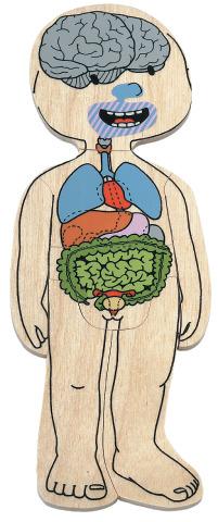 Your Body - Girl - Anatomical Learning Puzzle