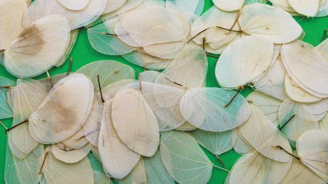 Cercis Leaves