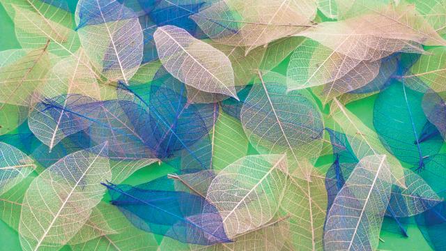 Yulan Leaves - Colourful Sensory Toy