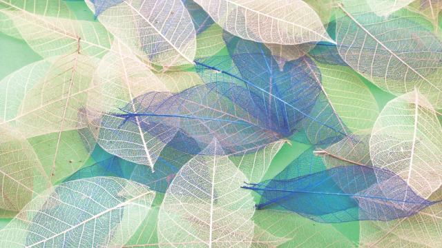 Yulan Leaves Yulan Leaves - Colourful Sensory Toy