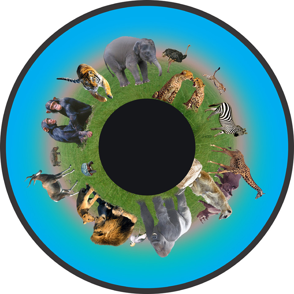 Solar Projector Effects Wheels- Style: Animals Effects Wheel