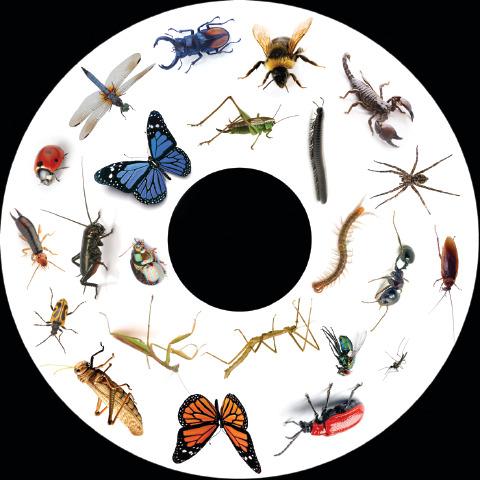 Insects