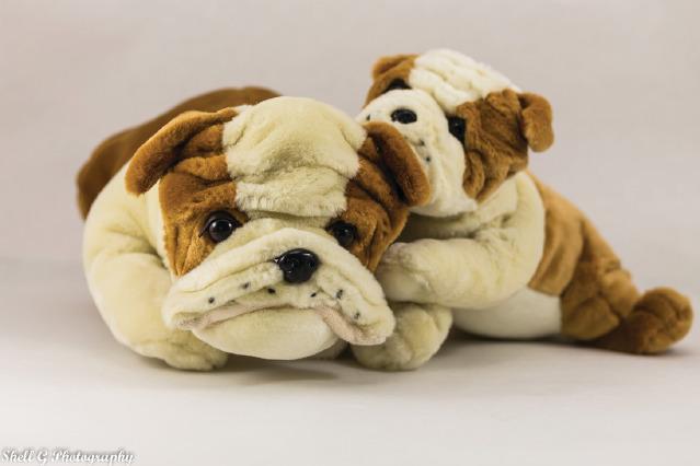 Weighted Bulldog
