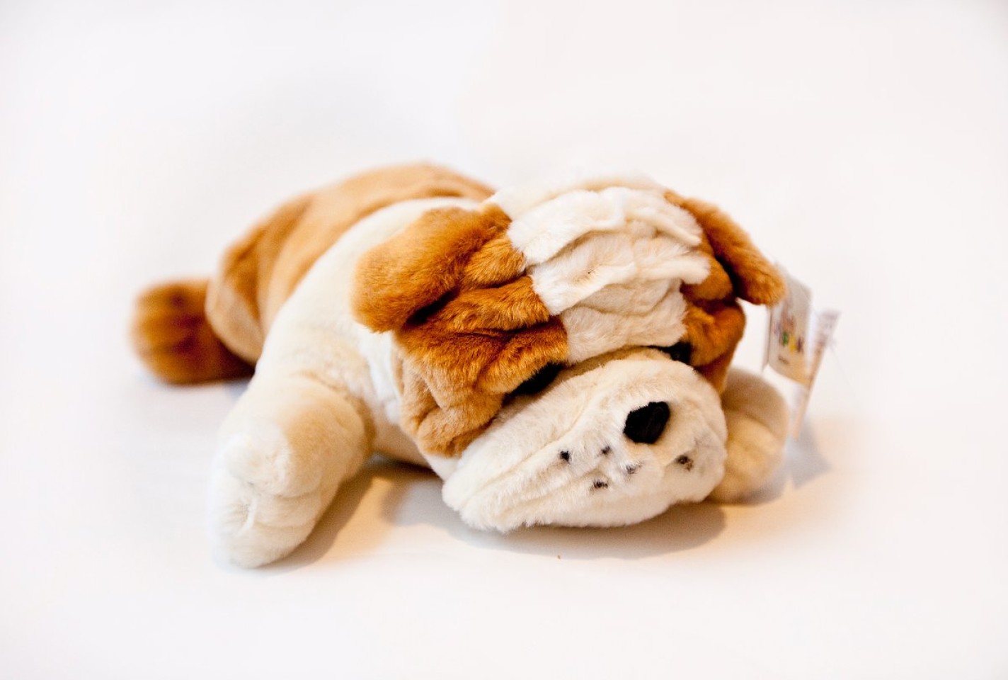 Weighted Bulldog