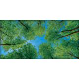 Tranquil Blue Light Filter Set of 4