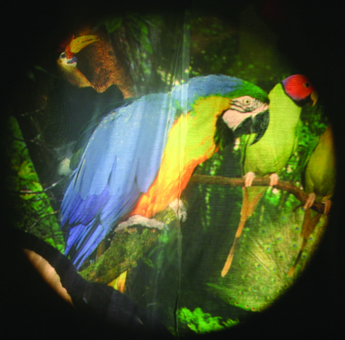 Tropical Birds