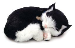 Breathing Cat