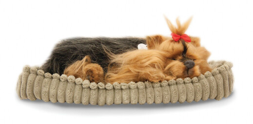 Sovande hund Yorkie