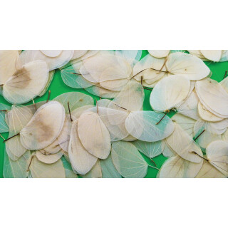 Cercis Leaves