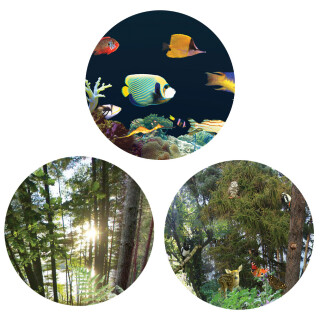 9" Sensory Projector Wheel Kit