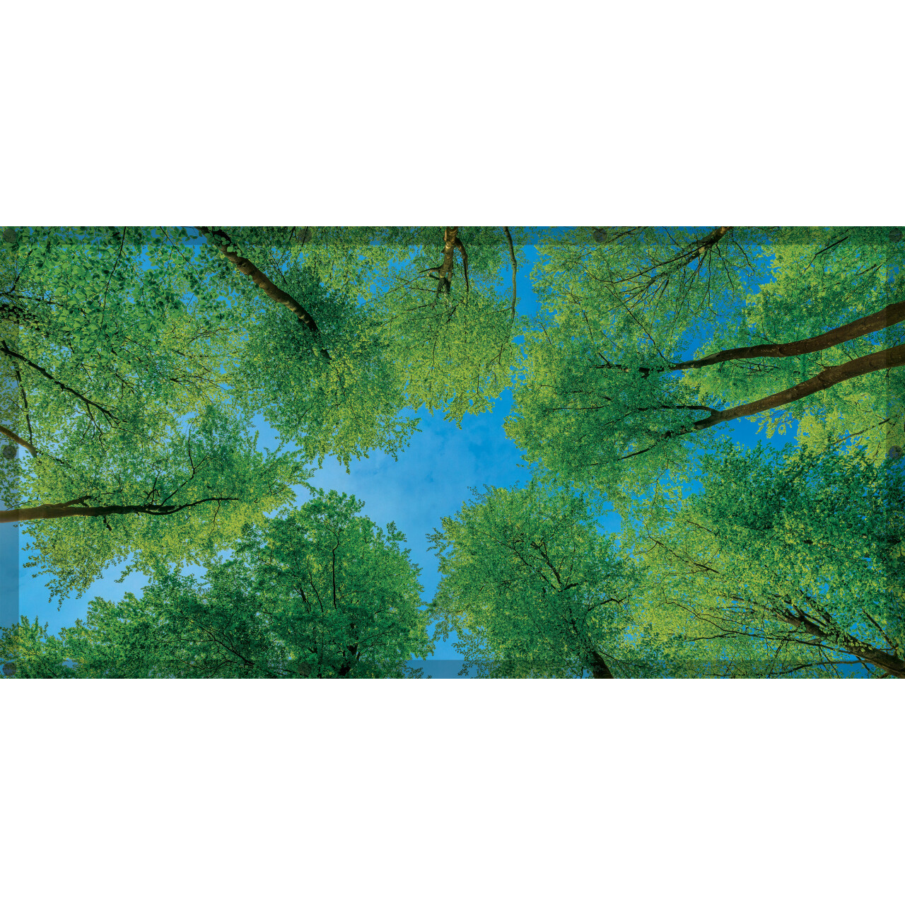 Calming Light Filters - Forest