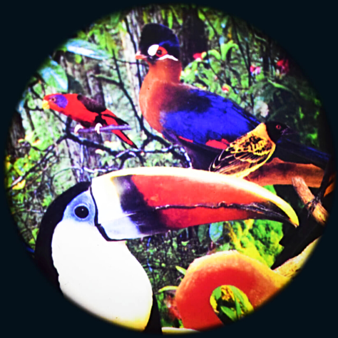 Effects Wheel, Tropical Birds